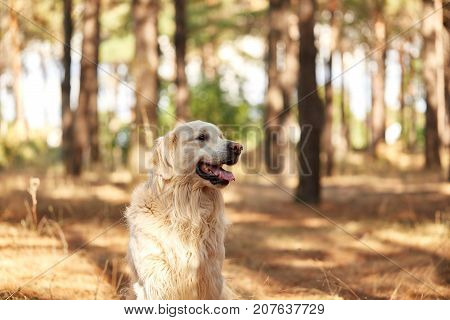 The dog is a labrador in the forest. Friendly dog. against the background of pine trees.
