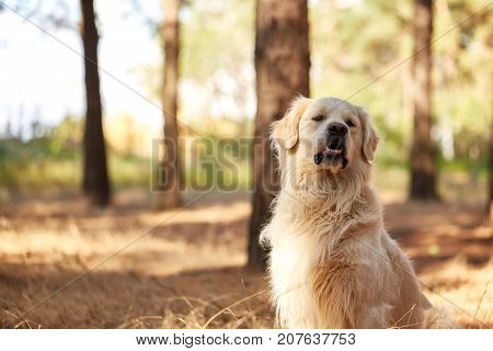 The dog is a labrador in the forest. Friendly dog. against the background of pine trees.