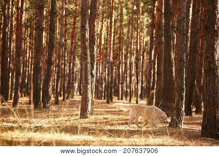 The dog is a labrador in the forest. Friendly dog. against the background of pine trees.