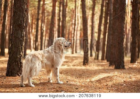 The dog is a labrador in the forest. Friendly dog. against the background of pine trees.