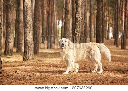 The dog is a labrador in the forest. Friendly dog. against the background of pine trees.
