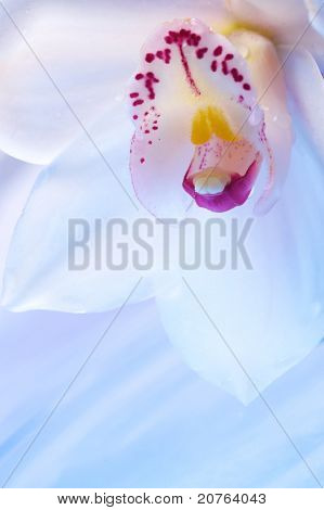 close up Eautiful Orchidee Blume