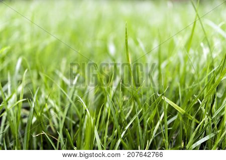 Green summer grass lawn can be background