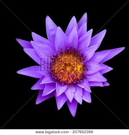 PurpleLotus isolated on black background with clipping path.