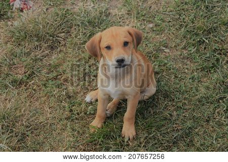 Close up of a Tan and White mix breed  pup. Mom was a Terrier dad is unknown