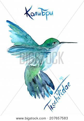 watercolor illustration flying hummingbird isolated on white background exotic tropical wild life clip art