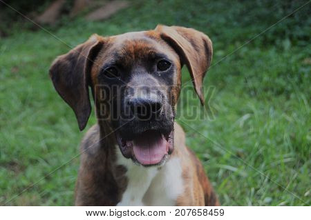 Brown brindle and white boxer mix breed pup