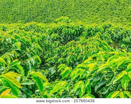 Coffee Plantation In Jerico, Colombia