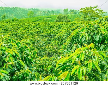 Coffee Plantation In Jerico, Colombia