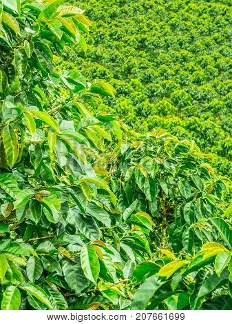Coffee Plantation In Jerico, Colombia