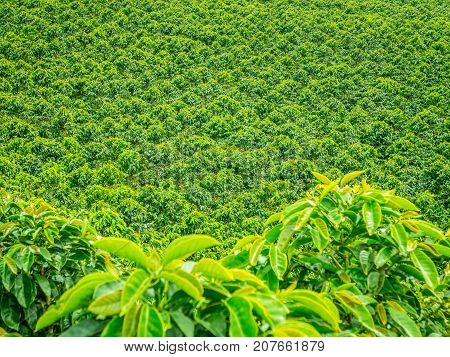 Coffee Plantation In Jerico, Colombia