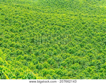 This image shows a coffee plantation in Jerico Colombia in the state of Antioquia.