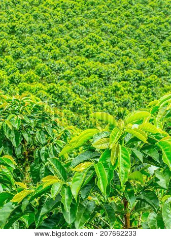 This image shows a coffee plantation in Jerico Colombia in the state of Antioquia.