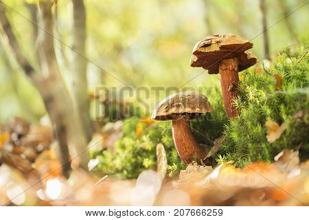 Two boletus erythropus growing over the moss.
