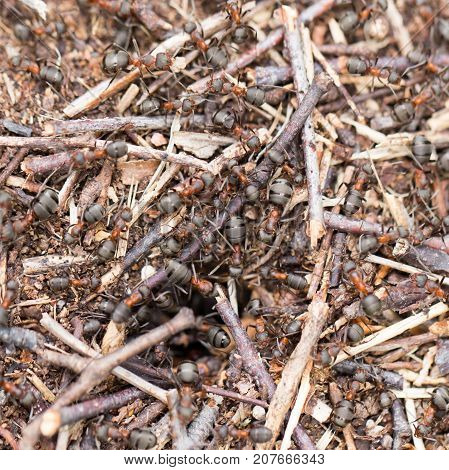 ants in nature. close-up . In the park in nature
