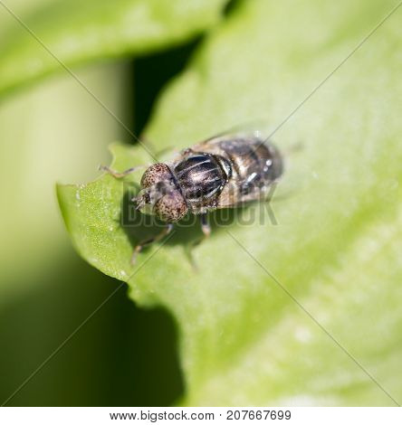 fly in nature. macro . In the park in nature