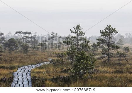 The sun Latvia.Dunikas swamp and mist rises
