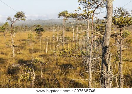 The sun Latvia.Dunikas swamp and mist rises