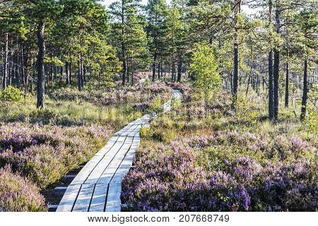 The sun Latvia.Dunikas swamp and mist rises