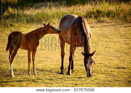 Giumenta and Free Foal to the Pasture