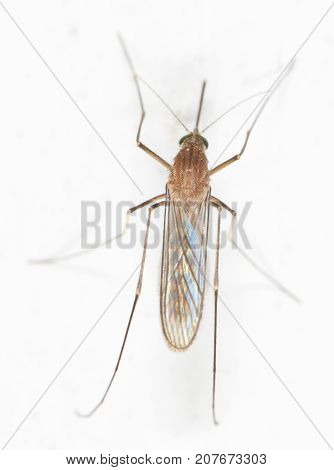 mosquito on the white wall. close-up . In the park in nature