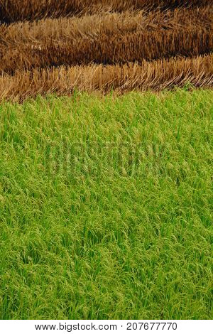 Half harvested Paddy rice field in Thailand