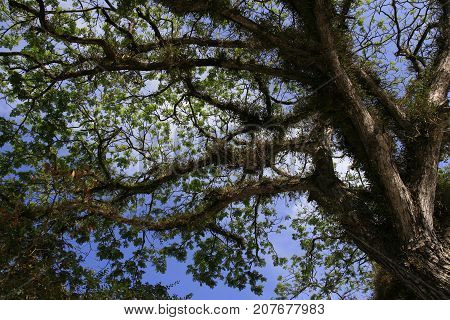 Samanea saman, Big rain tree and sky