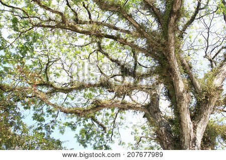 Samanea saman, Big rain tree and sky
