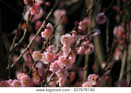 Pink flower. Chinese plum, Japanese apricot. Prunus mume