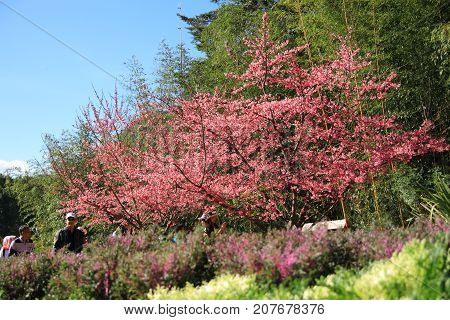Wild Himalayan Cherry or Thailand Sakura. pink floewring tree in chiang mai thailand. Prunus cerasoides.