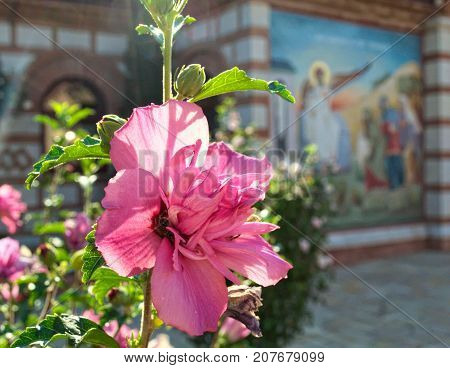 Pink flower closeup, and icon in background at monastery kac, serbia