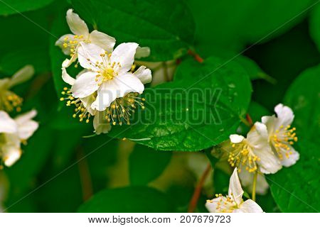 Jasmine Jasm num is a genus of evergreen shrubs from the family of olives Oleaceae . White flowers on a background of green leaves. Macro shooting