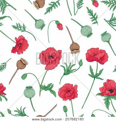 Seamless pattern, background with red opium poppy. Stock line vector illustration.