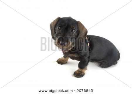 Dachshund