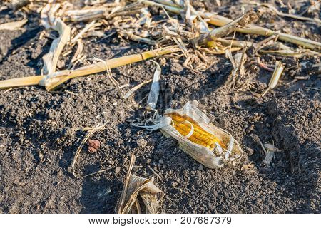 Closeup of a maize ear forgotten after harvesting of the silage maize in a large farm field. It is a sunny day in the Dutch fall season.