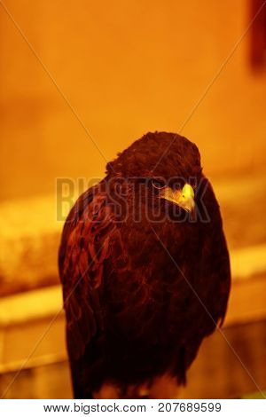 It is a picture of a cool hawk