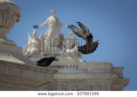 The dove on the background of urban landscapes
