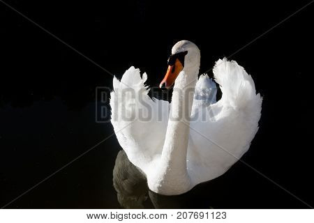 White Swan in the sun on a dark background