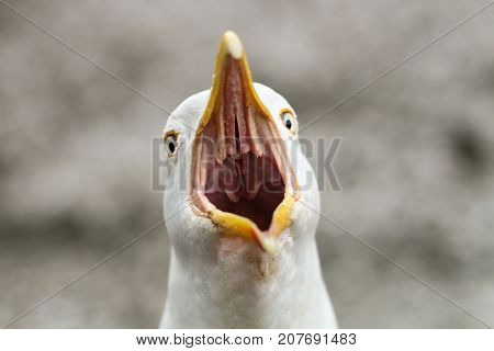 A Herring Gull calling with wide open beak