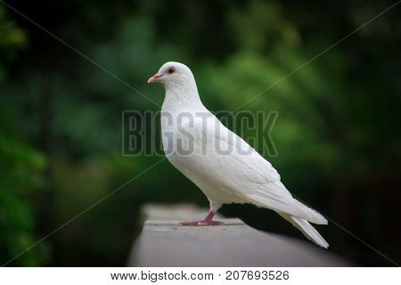 White dove on a wooden railing on a green background