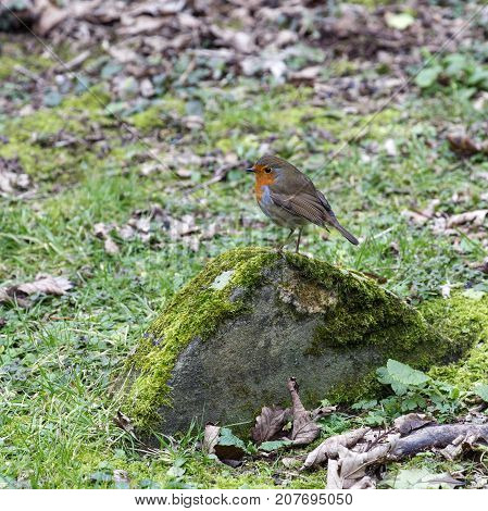 The European robin (Erithacus rubecula) known simply as the robin or robin redbreast in a square format