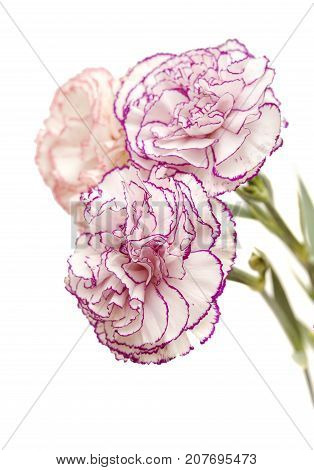 Carnation Flower Isolated