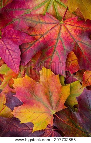 Amazing multicolor background of natural autumn foliage. Colorful background of multicolor leaves with natural light. Majestic bright autumn foliage color background