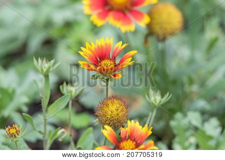 Flower (zinnia, Zinnia Violacea Cav.) In Garden