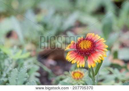 Flower (zinnia, Zinnia Violacea Cav.) In Garden