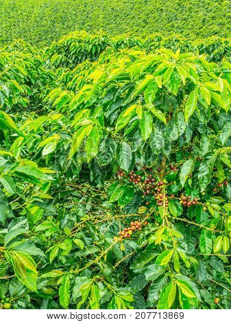 This image shows a coffee plantation in Jerico Colombia in the state of Antioquia.