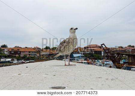 Curious gull on the background of an ancient city on the Black Sea coast of Bulgaria.