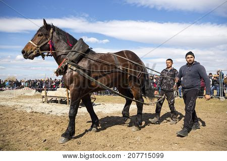Horse Heavy Pull Tournament
