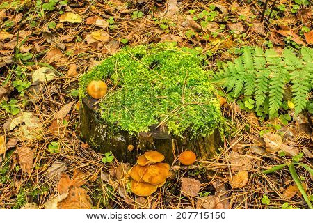 Mushrooms On An Old Stump Covered With Moss On The Ground Covered With Autumn Fallen Leaves
