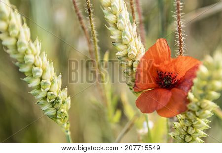 Poppies filed in Corsham,close up flower,red poppy.